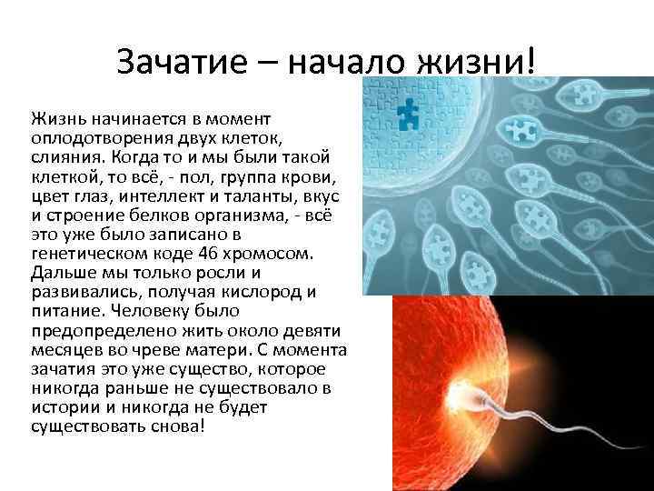 Зачатие это. Процесс зачатия. Зачатие у человека. Зачатие и оплодотворение.