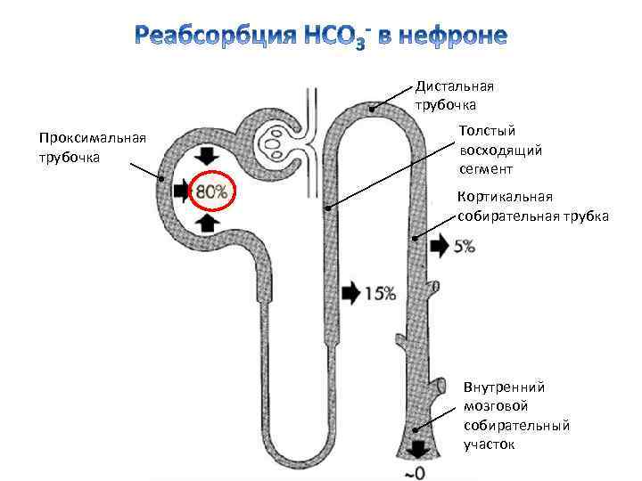 Дистальная трубочка Проксимальная трубочка Толстый восходящий сегмент Кортикальная собирательная трубка Внутренний мозговой собирательный участок