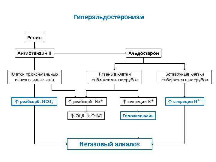 Гиперальдостеронизм Ренин Ангиотензин II Альдостерон Клетки проксимальных извитых канальцев Главные клетки собирательных трубок ↑