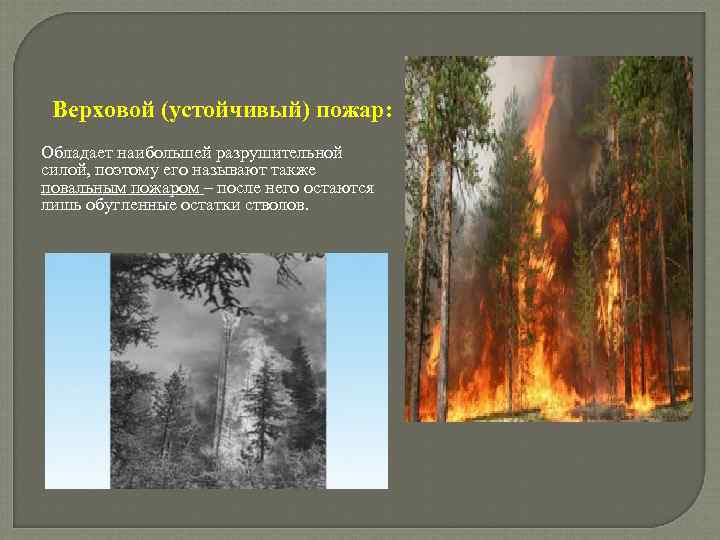 Верховой (устойчивый) пожар: Обладает наибольшей разрушительной силой, поэтому его называют также повальным пожаром –