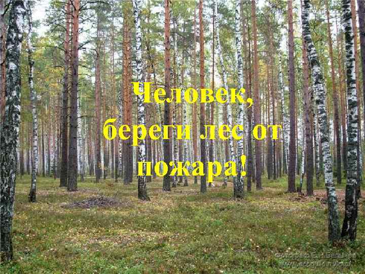Человек, береги лес от пожара! 