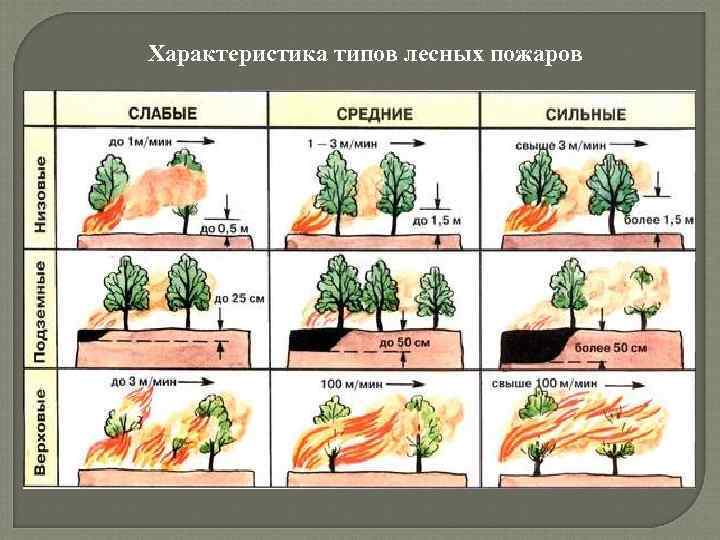 Характеристика типов лесных пожаров 