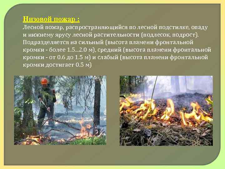 Низовой пожар : Лесной пожар, распространяющийся по лесной подстилке, опаду и нижнему ярусу лесной
