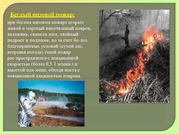 Беглый низовой пожар: при беглом низовом пожаре сгорает живой и мертвый напочвенный покров, валежник,