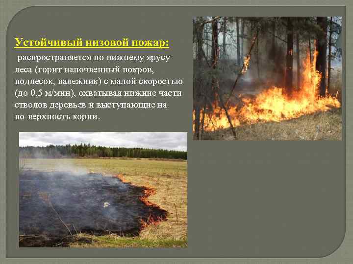 Устойчивый низовой пожар: распространяется по нижнему ярусу . леса (горит напочвенный покров, подлесок, валежник)