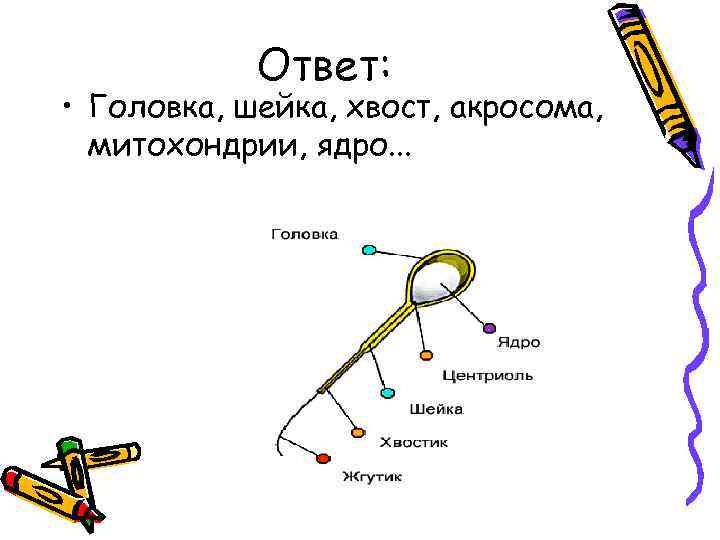 Ответ: • Головка, шейка, хвост, акросома, митохондрии, ядро. . . 