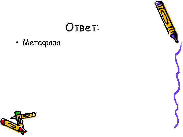 Ответ: • Метафаза 