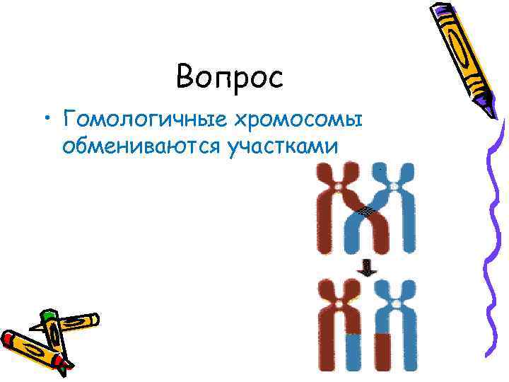Вопрос • Гомологичные хромосомы обмениваются участками 