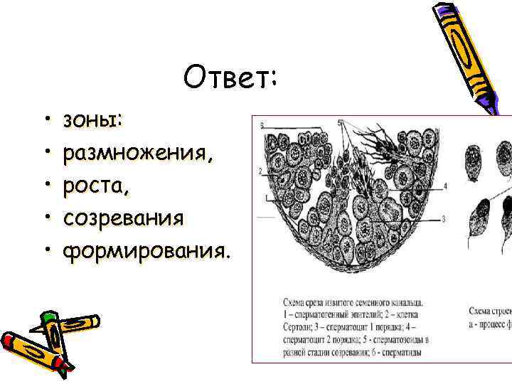 Ответ: • • • зоны: размножения, роста, созревания формирования. 