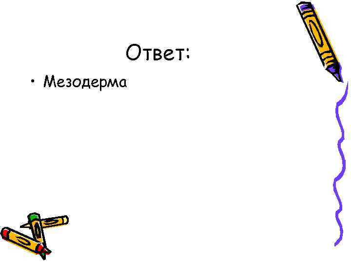 Ответ: • Мезодерма 