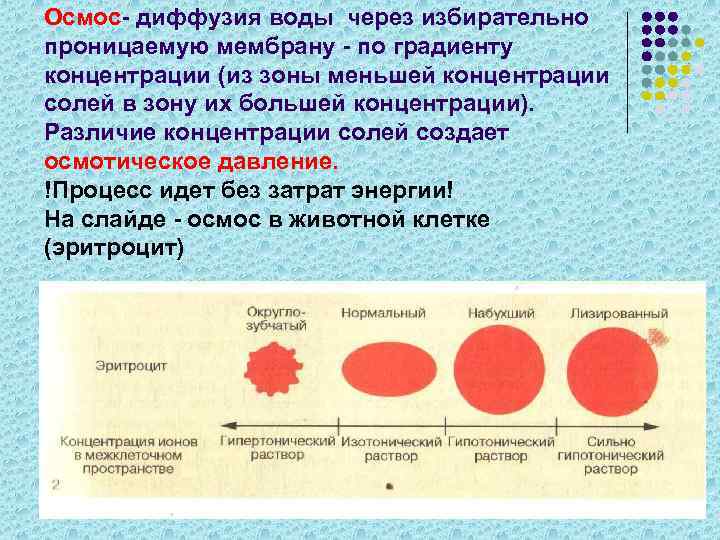 Осмос- диффузия воды через избирательно проницаемую мембрану - по градиенту концентрации (из зоны меньшей