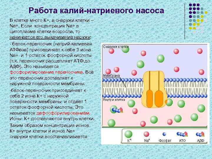 Работа калий-натриевого насоса В клетке много К+, а снаружи клетки – Na+. Если концентрация