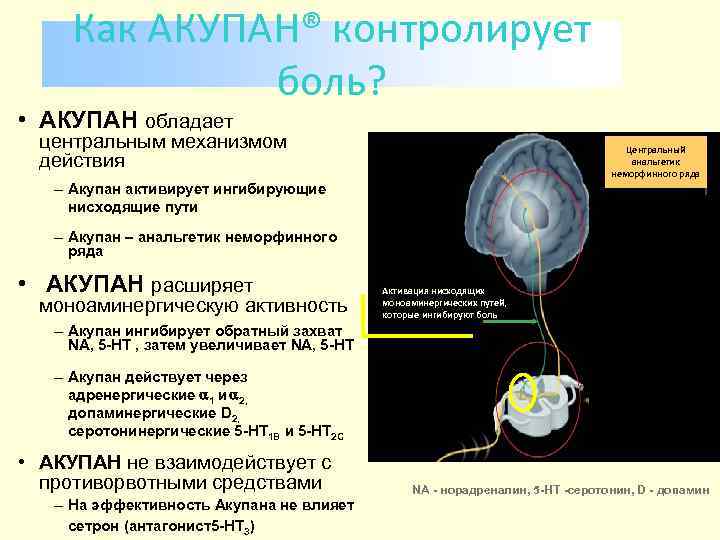 Как АКУПАН® контролирует боль? • АКУПАН обладает центральным механизмом действия Центральный анальгетик неморфинного ряда
