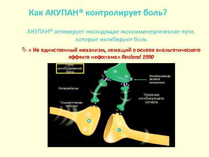 Как АКУПАН® контролирует боль? АКУПАН® активирует нисходящие моноаминергические пути, которые ингибируют боль Ä «