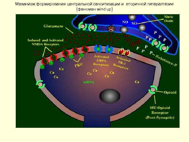 Механизм формирования центральной сенситизации и вторичной гипералгезии (феномен wind up) 