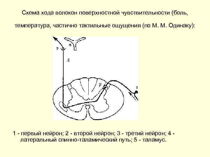 Схема хода волокон поверхностной чувствительности (боль, температура, частично тактильные ощущения (по М. М. Одинаку):