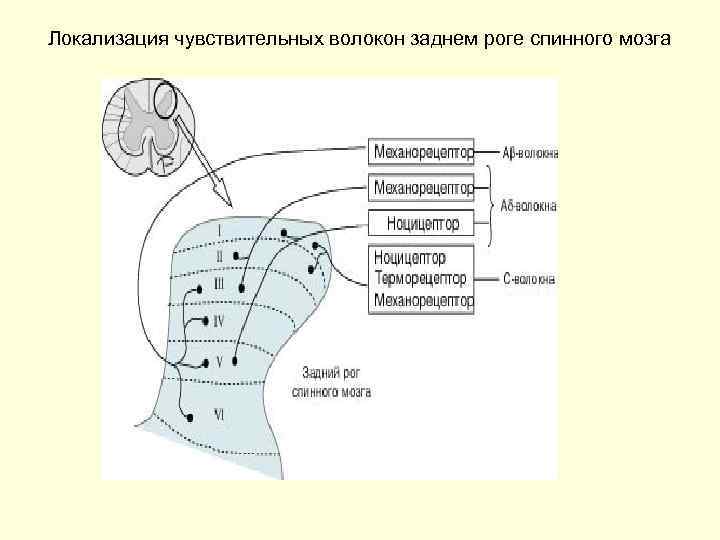 Локализация чувствительных волокон заднем роге спинного мозга 