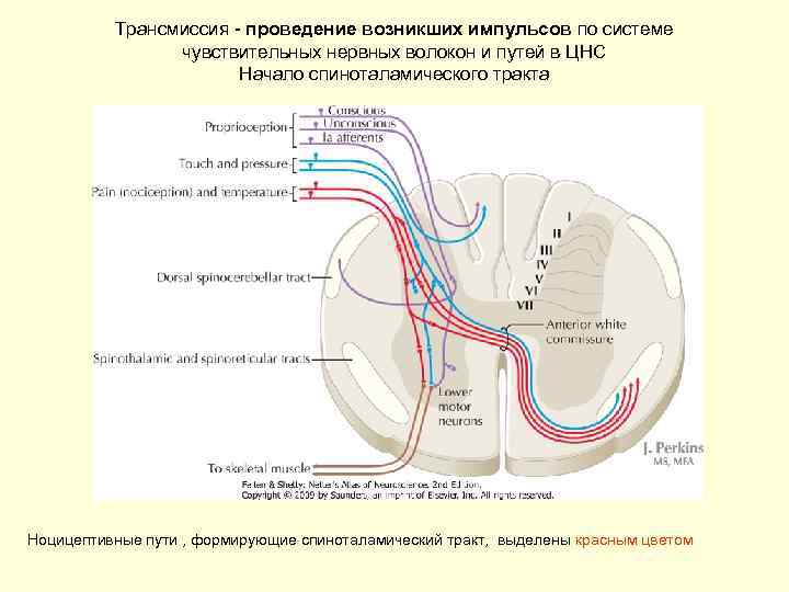 Трансмиссия - проведение возникших импульсов по системе чувствительных нервных волокон и путей в ЦНС