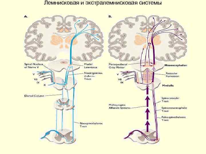 Лемнисковая и экстралемнисковая системы 