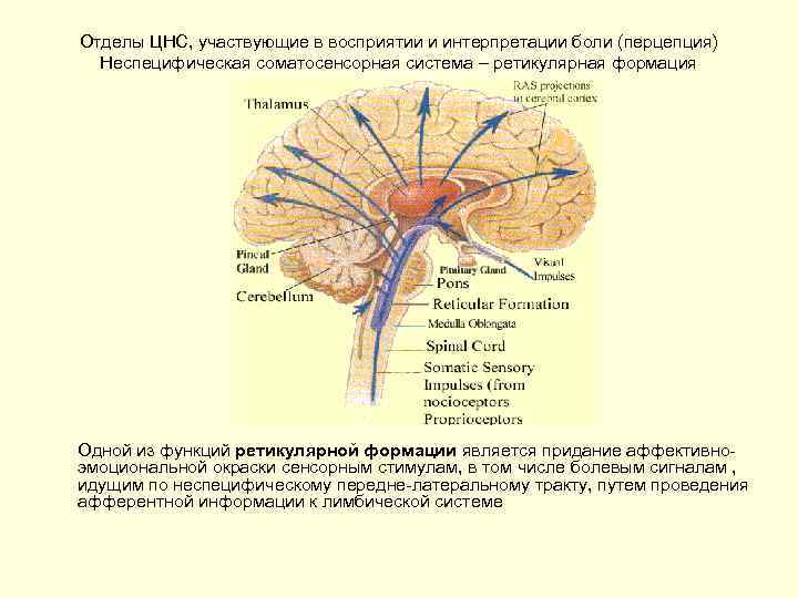 Отделы ЦНС, участвующие в восприятии и интерпретации боли (перцепция) Неспецифическая соматосенсорная система – ретикулярная
