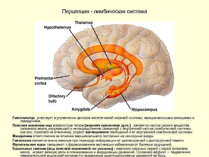 Перцепция - лимбическая система Гипоталамус, участвует в управлении центром вегетативной нервной системы, эмоциональными реакциями