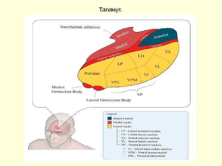 Таламус 