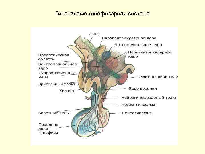 Гипоталамо-гипофизарная система 