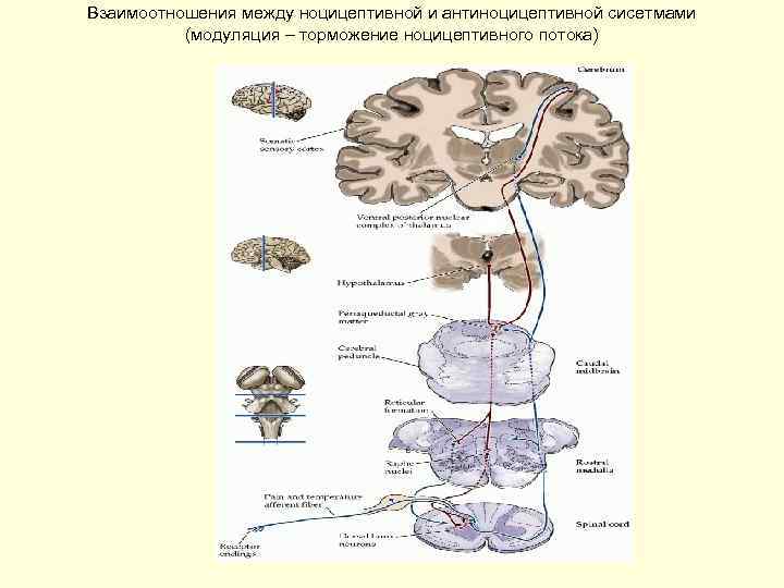 Взаимоотношения между ноцицептивной и антиноцицептивной сисетмами (модуляция – торможение ноцицептивного потока) 