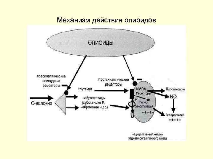 Механизм действия опиоидов 