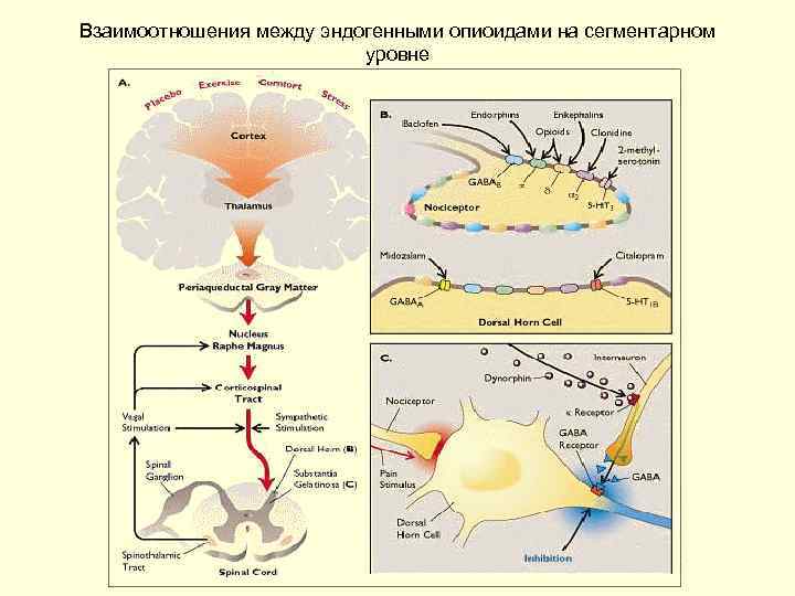 Взаимоотношения между эндогенными опиоидами на сегментарном уровне 