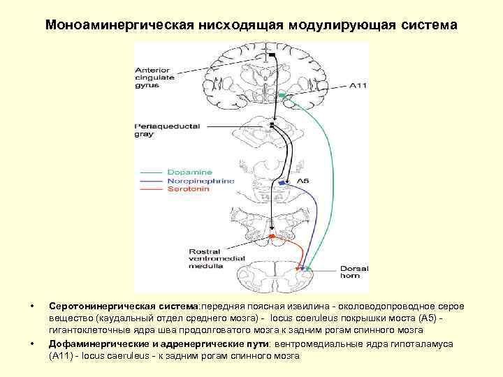 Моноаминергическая нисходящая модулирующая система • • Серотонинергическая система: передняя поясная извилина - околоводопроводное серое
