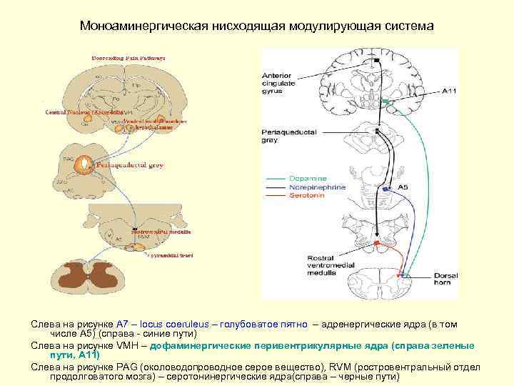 Моноаминергическая нисходящая модулирующая система Слева на рисунке А 7 – locus coeruleus – голубоватое