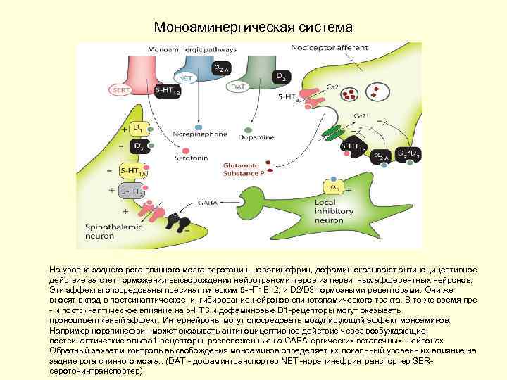Моноаминергическая система На уровне заднего рога спинного мозга серотонин, норэпинефрин, дофамин оказывают антиноцицептивное действие