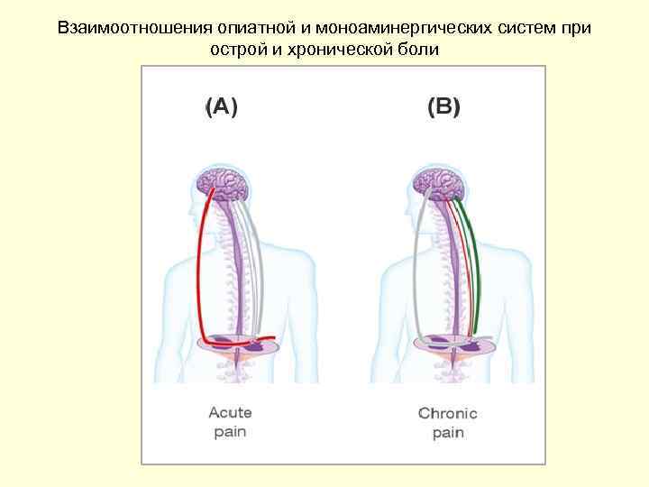 Взаимоотношения опиатной и моноаминергических систем при острой и хронической боли 