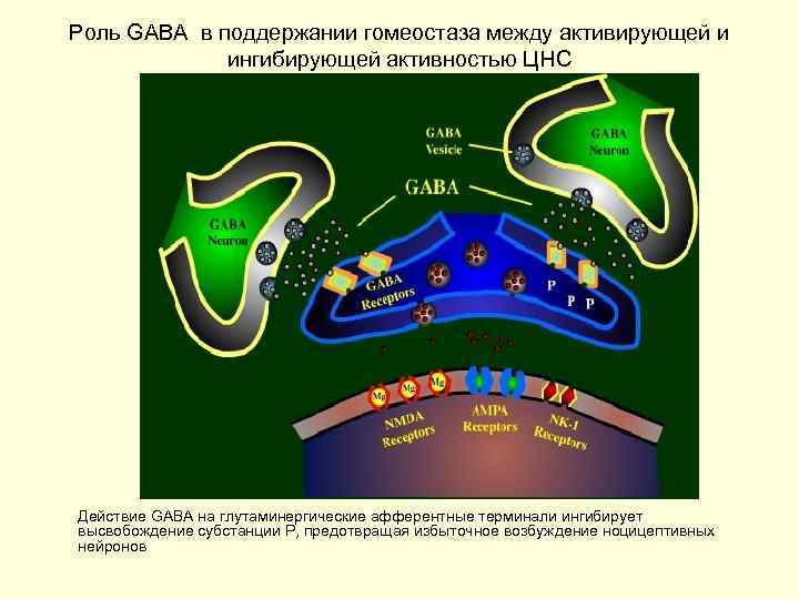 Роль GABA в поддержании гомеостаза между активирующей и ингибирующей активностью ЦНС Действие GABA на