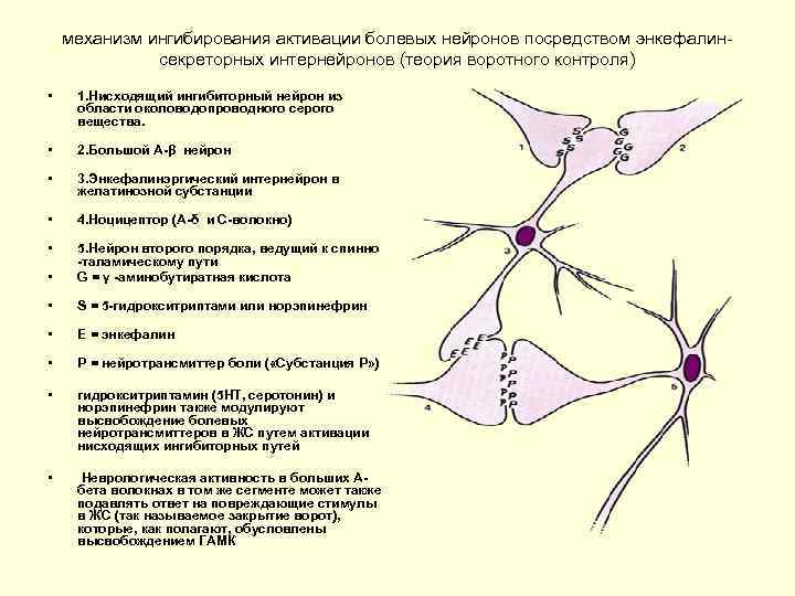 механизм ингибирования активации болевых нейронов посредством энкефалинсекреторных интернейронов (теория воротного контроля) • 1. Нисходящий