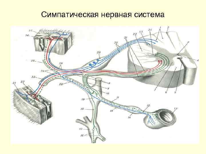 Симпатическая нервная система 