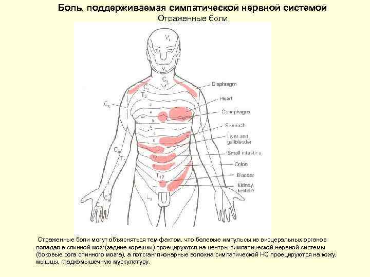 Боль, поддерживаемая симпатической нервной системой Отраженные боли могут объясняться тем фактом, что болевые импульсы