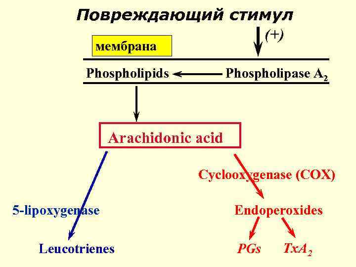 Повреждающий стимул (+) мембрана Phospholipids Phospholipase A 2 Arachidonic acid Cyclooxygenase (COX) 5 -lipoxygenase