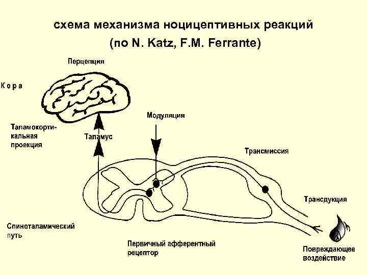 схема механизма ноцицептивных реакций (по N. Katz, F. M. Ferrante) 