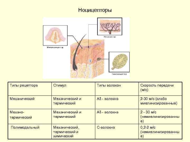 Ноцицепторы Типы рецепторв Стимул Типы волокон Скорость передачи (м/с) Механический и термический А -