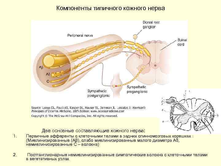 Компоненты типичного кожного нерва Две основные составляющие кожного нерва: 1. Первичные афференты с клеточными
