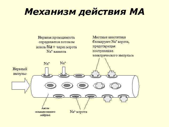 Механизм действия МА Нервная проводимость определяется потоком ионов Na+ через ворота Na+ каналов Na+