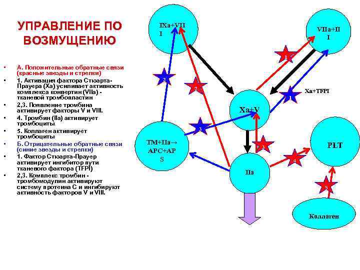 УПРАВЛЕНИЕ ПО ВОЗМУЩЕНИЮ IXa+VII I VIIa+II I 1 • • А. Положительные обратные связи