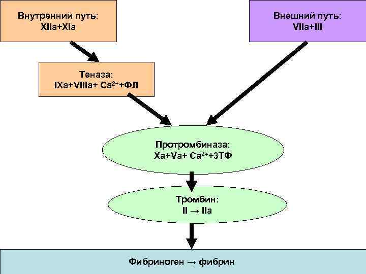 Внутренний путь: XIIa+XIa Внешний путь: VIIa+III Теназа: IXa+VIIIa+ Ca 2++ФЛ Протромбиназа: Xa+Va+ Ca 2++3