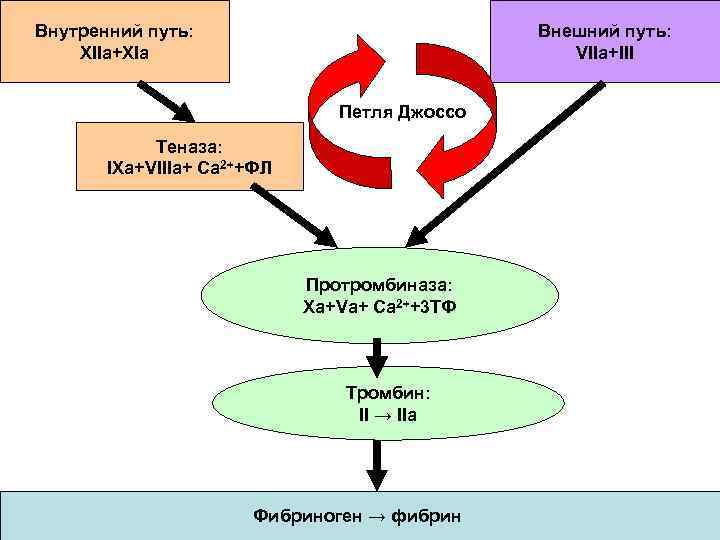 Внутренний путь: XIIa+XIa Внешний путь: VIIa+III Петля Джоссо Теназа: IXa+VIIIa+ Ca 2++ФЛ Протромбиназа: Xa+Va+