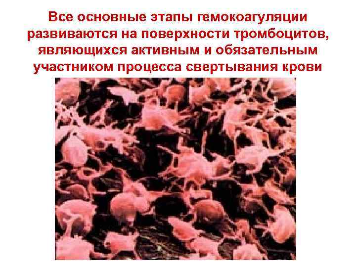 Все основные этапы гемокоагуляции развиваются на поверхности тромбоцитов, являющихся активным и обязательным участником процесса
