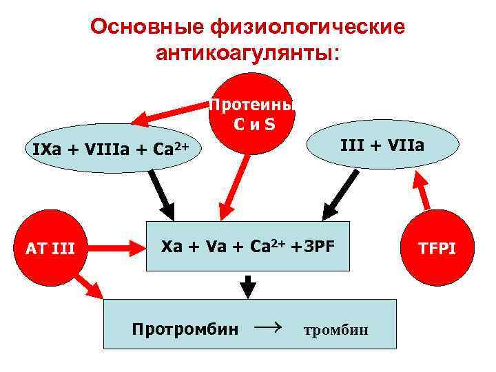 Основные физиологические антикоагулянты: Протеины Cи. S III + VIIa IXa + VIIIa + Ca
