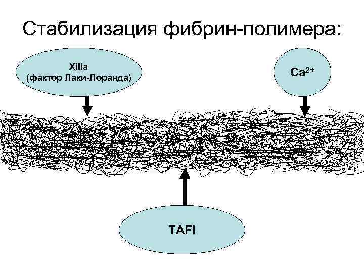 Стабилизация фибрин-полимера: XIIIa (фактор Лаки-Лоранда) Ca 2+ TAFI 