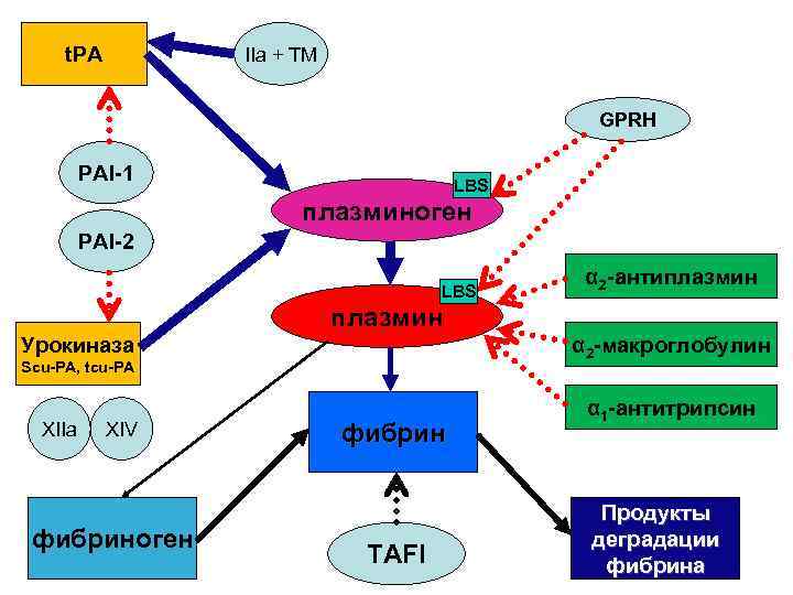 t. PA IIa + TM GPRH PAI-1 LBS плазминоген PAI-2 LBS α 2 -антиплазмин